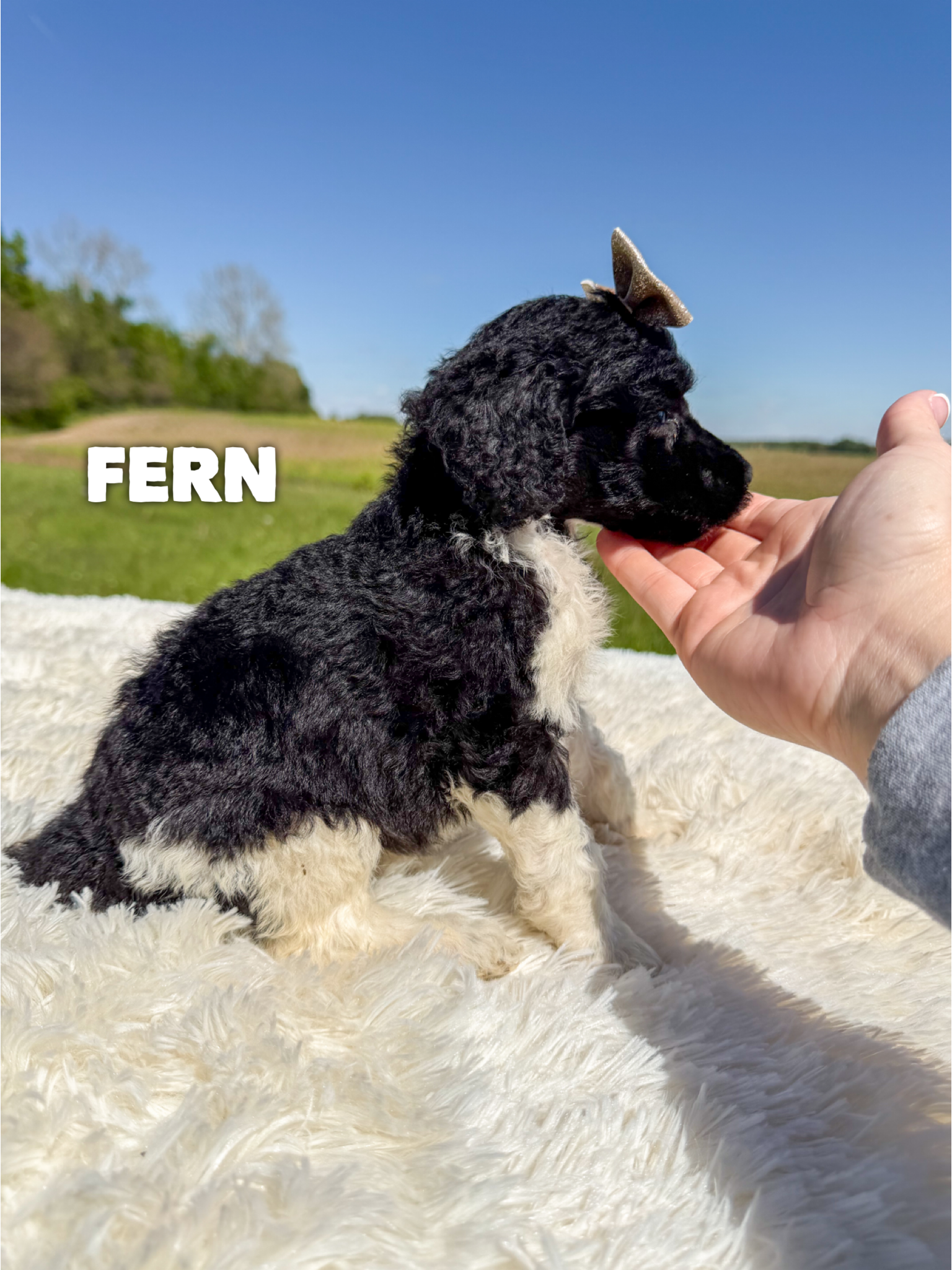 Fern 2
